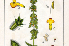 Plant-Illustration-of-Ironwort