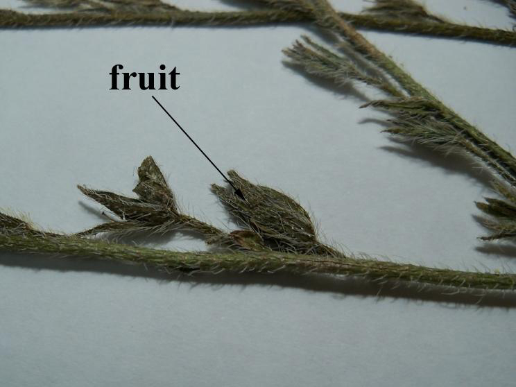 Fruits-of-Italian-bugloss