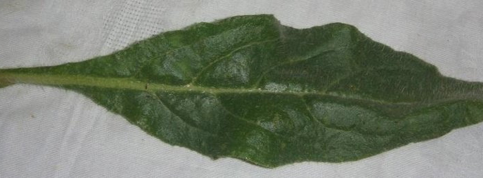 Leaf-of-Italian-bugloss