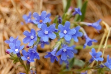 Flowers-of-Italian-bugloss