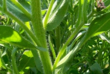 Stem-of-Italian-bugloss