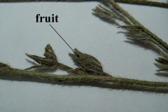Fruits-of-Italian-bugloss