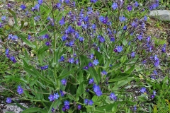 Italian-bugloss-plant-growing-wild