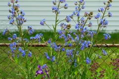 Italian-bugloss-plant