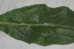 Leaf-of-Italian-bugloss