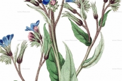 Plant-Illustration-of-Italian-bugloss.