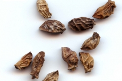 Seeds-of-Italian-bugloss