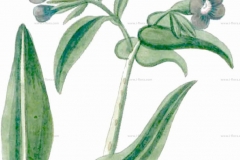 Sketch-of-Italian-bugloss
