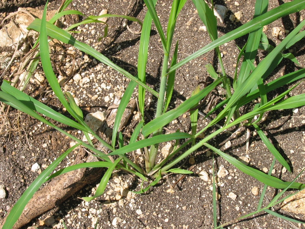Itchgrass-plant
