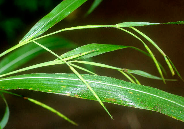 Leaves-of-Itchgrass