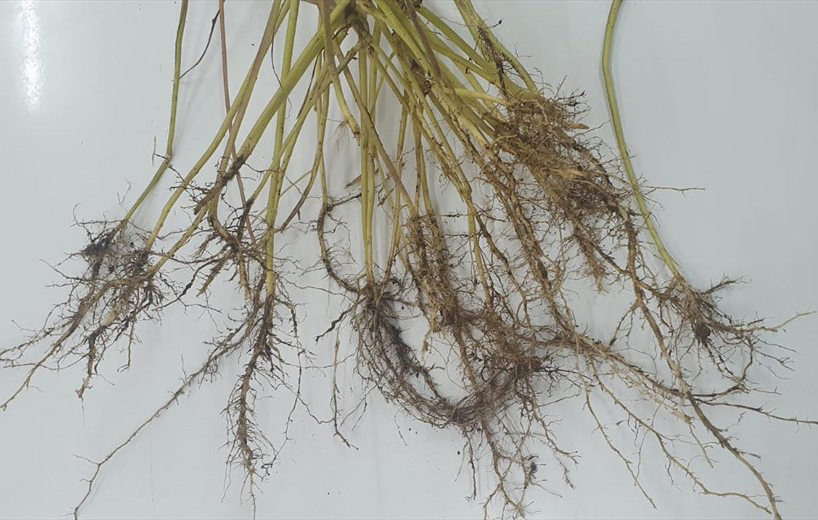 Roots-of-Itchgrass