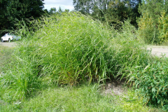 Itch grass-plant-growing-wild