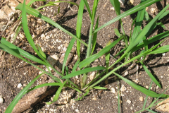 Itchgrass-plant