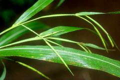 Leaves-of-Itchgrass
