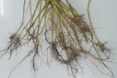 Roots-of-Itchgrass