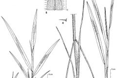 Sketch-of-Itchgrass