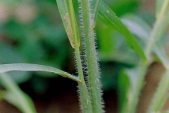 Stem-of-Itchgrass