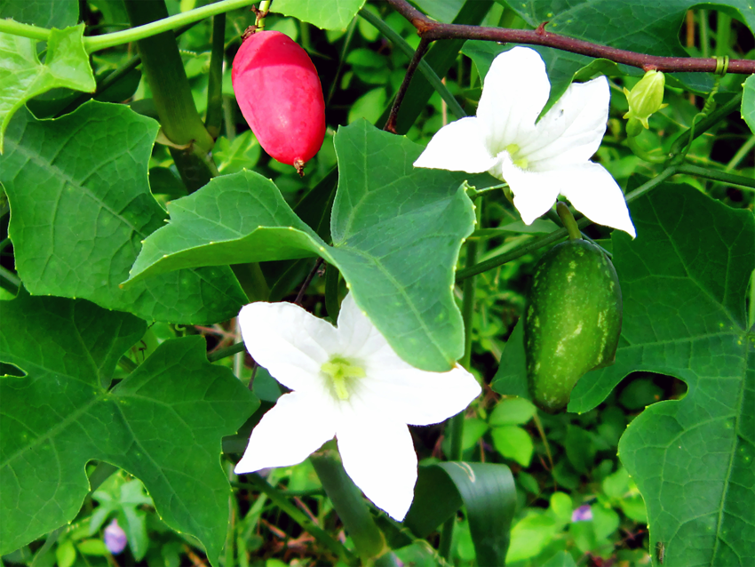Ivy-Gourd-Fruit-&-flower