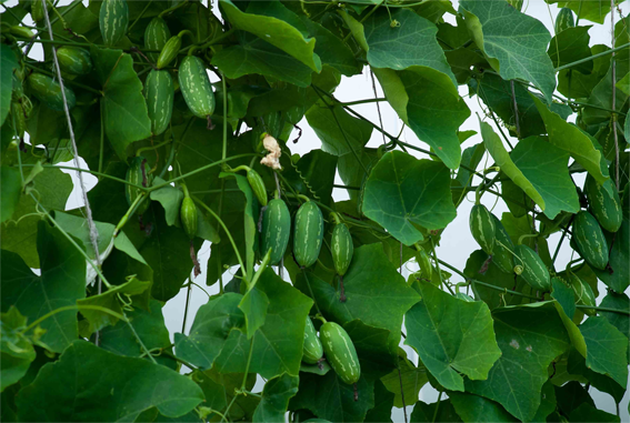Ivy-Gourd-plant