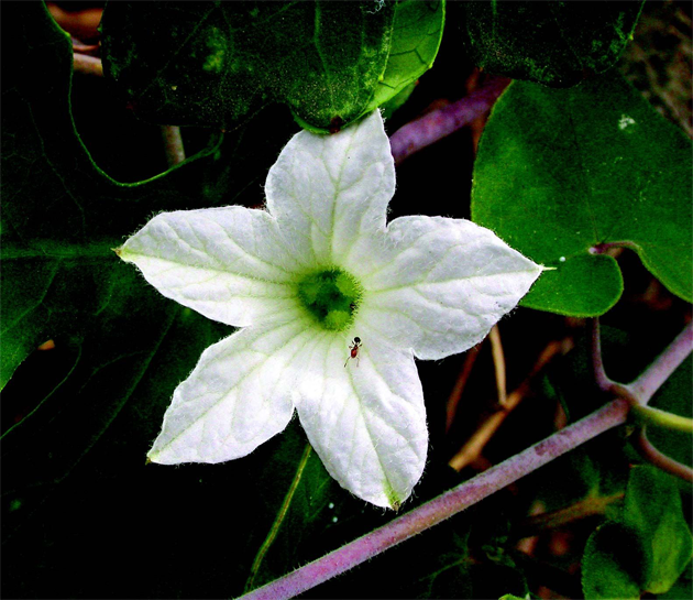 Ivy-gourd-flower