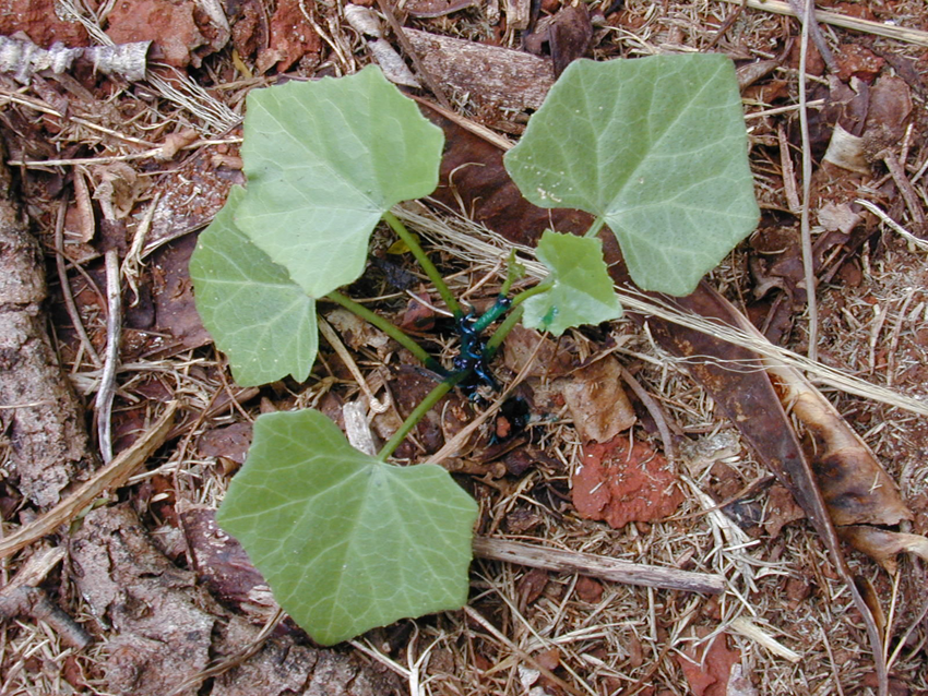 Recently-planted-Ivy-gourd-plant