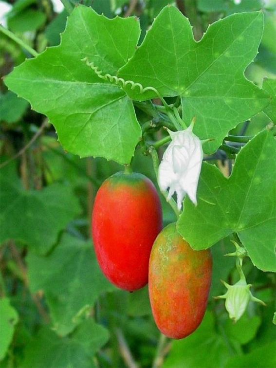 Ripe-Ivy-gourd