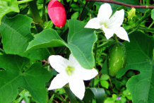Ivy-Gourd-Fruit-&-flower