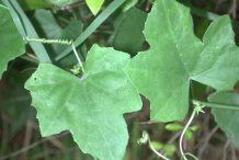 Ivy-Gourd-leaf