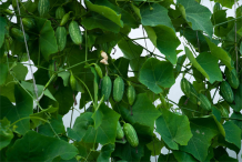 Ivy-Gourd-plant