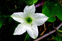 Ivy-gourd-flower