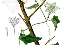 Ivy-gourd-plant-Illustration
