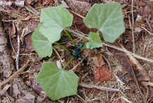 Recently-planted-Ivy-gourd-plant