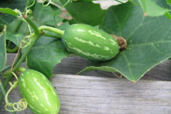 Ivy-gourd-on-the-plant