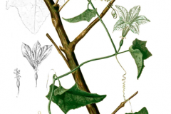 Ivy-gourd-plant-Illustration
