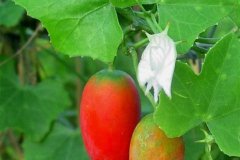 Ripe-Ivy-gourd
