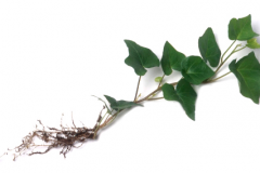 Whole-Ivy-gourd-plant