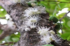 Flowers-of-Jaboticaba