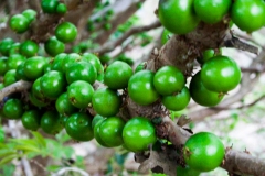 Immature-fruits-of-Jaboticaba