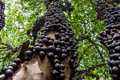 Jaboticaba-Tree