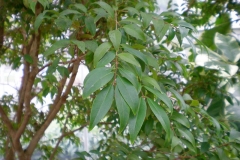 Leaves-of-Jaboticaba