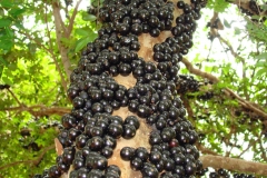 Mature-Jaboticaba-fruits-on-the-tree