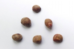 Seeds-of-Jaboticaba