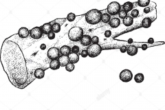 Sketch-of-Jaboticaba