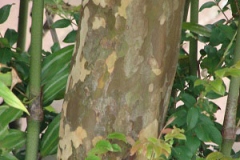 Trunk-of-Jaboticaba