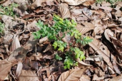 Young-Jaboticaba-tree