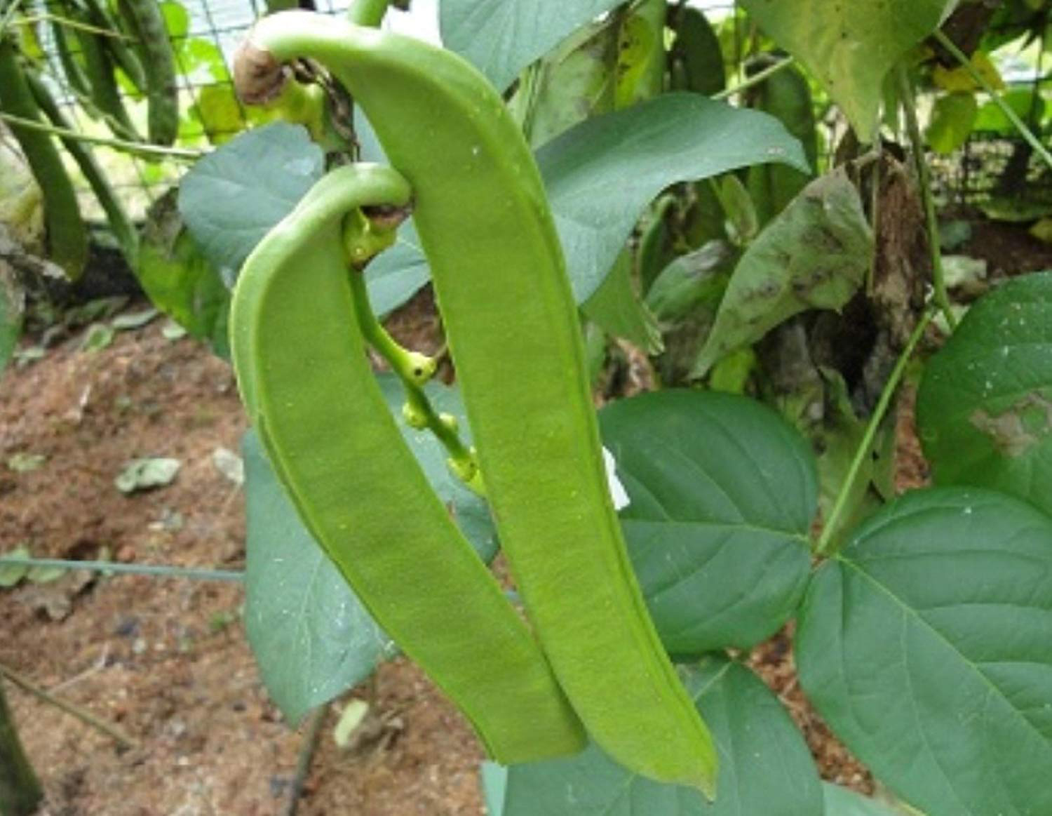 Immature-Jack-bean-pods-on-the-plant