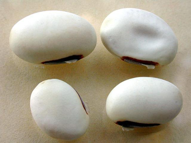 Seeds-of-Jack-bean