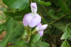 Flowers-of-Jack-bean