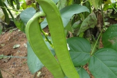 Immature-Jack-bean-pods-on-the-plant
