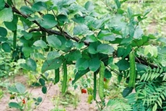 Jack-bean-plant-growing-wild